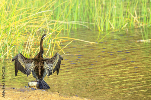 Australian darter drying its wings on shores of Glen Helen Gorge at permanent waterhole on Finke River  important refuge waterbirds. West MacDonnell Range  Northern Territory  Central Australia.