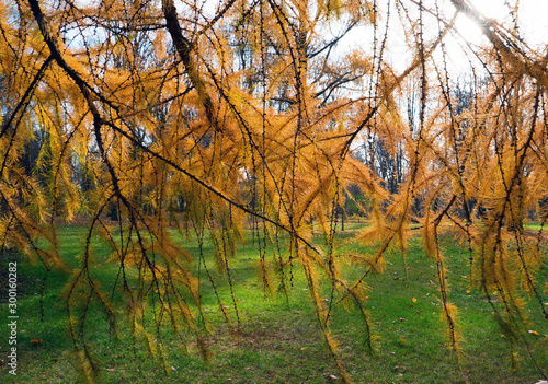 Golden autumn, bright yellow branches of larch . Saint Petersburg.