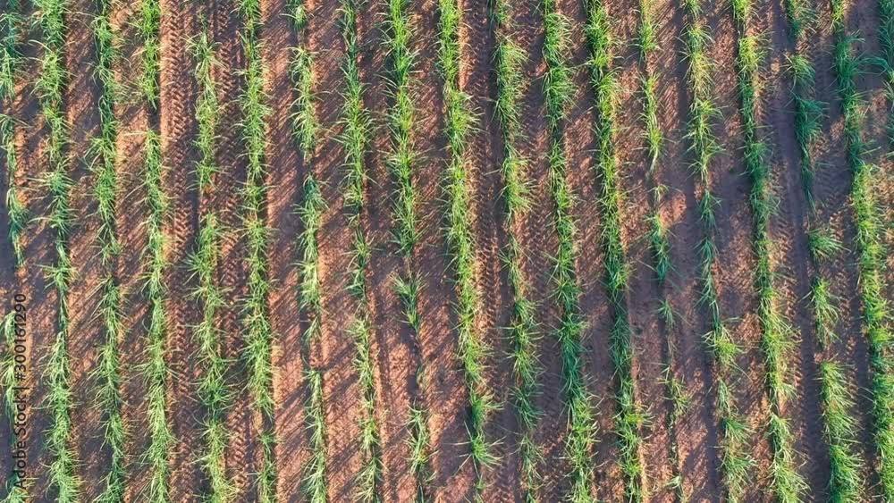 Aerial view of sugar cane field in Brazil Aerial view of sugar cane field in Brazil