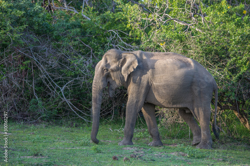 Sri Lankan elephant roaming the park.