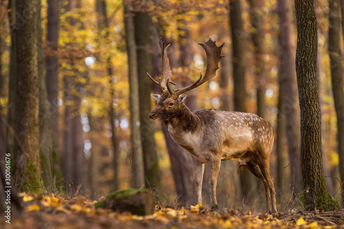 Beautiful color background of autumn nature in the woods with wild deer. Fallow deer, (Dama dama) © Ivan