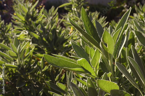 Leaves of healing sage, shone with the bright summer sun, background - blurry sage bushes in the garden