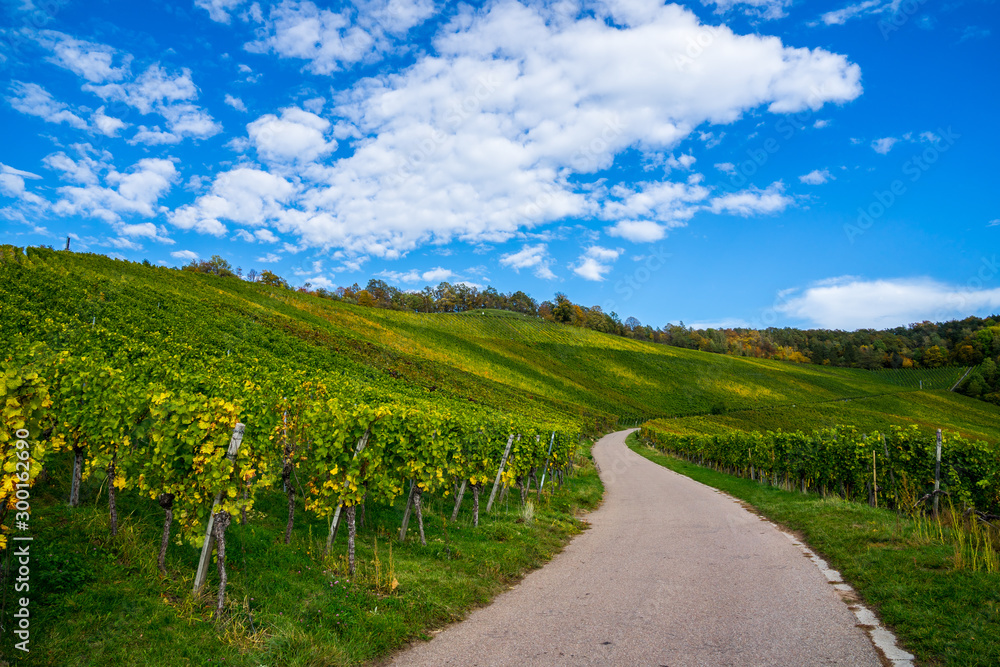 Obraz premium Germany, Beautiful way through colorful vineyard of fellbach kappelberg near stuttgart in autumn season with blue sky