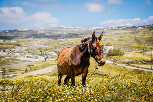 Donkeys for a ride on Santorini island, Greece