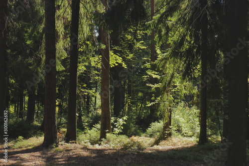 Sunny glade in a mysterious spruce forest