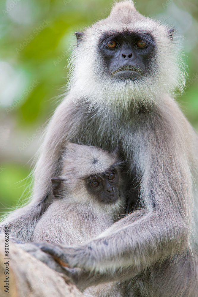Grey Faced Langur Monkey in Sri Lanka