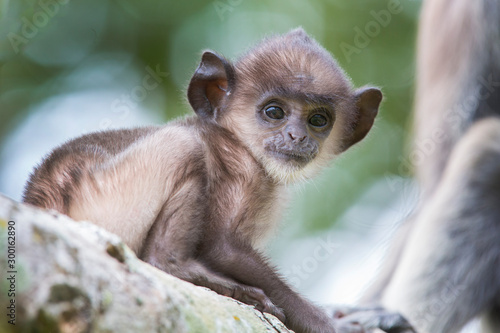 cute baby monkey lives in a natural forest ,Macaca sinica monkey,Sri lanka