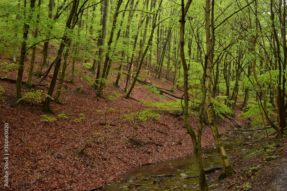 Obraz premium Forest path by a stream in Hungary