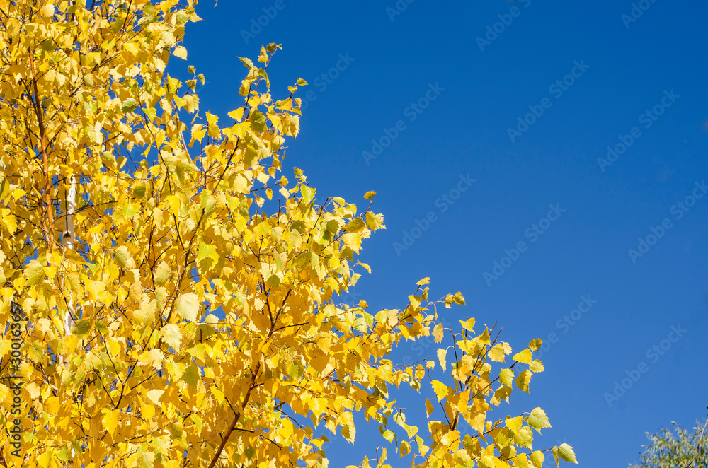 A tree with bright yellow golden leaves against a blue sky. Autumn landscape with copy space. A tree with bright yellow golden leaves against a blue sky. Autumn landscape with copy space.