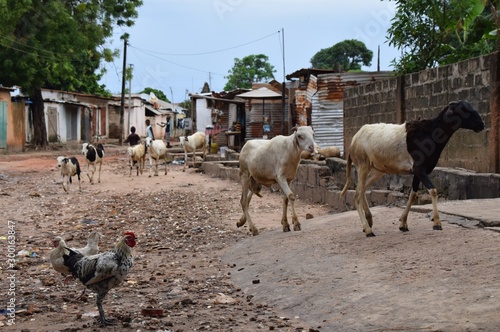 Ziegen und Hühner in einem elenden Wohngebiet in Afrika