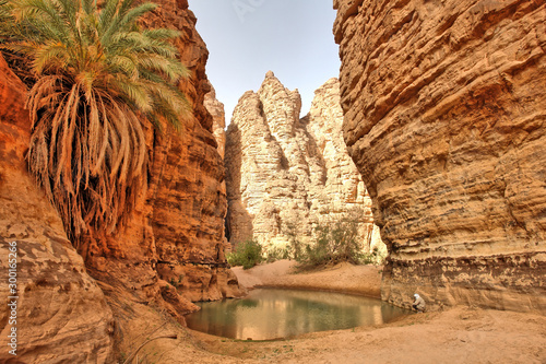 Oaza w wąwozie zwana guelta na Saharze w Algierii