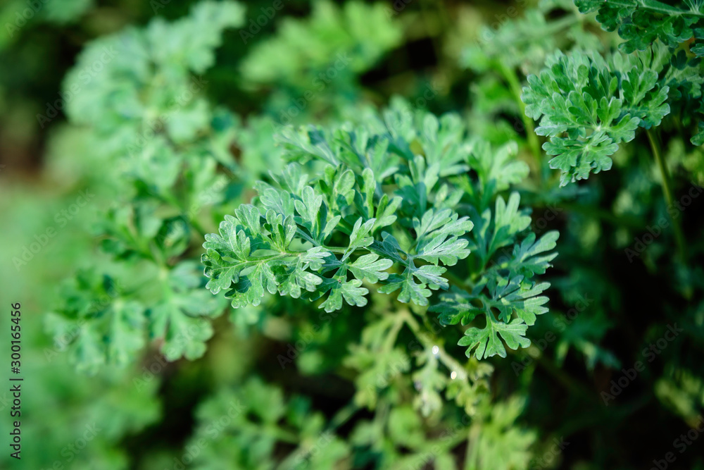 Close up of fresh green leaves of Artemisia absinthium (wormwood, grand wormwood, absinthe or absinthium), in a garden in a sunny spring day Close up of fresh green leaves of Artemisia absinthium (wormwood, grand wormwood, absinthe or absinthium), in a garden in a sunny spring day