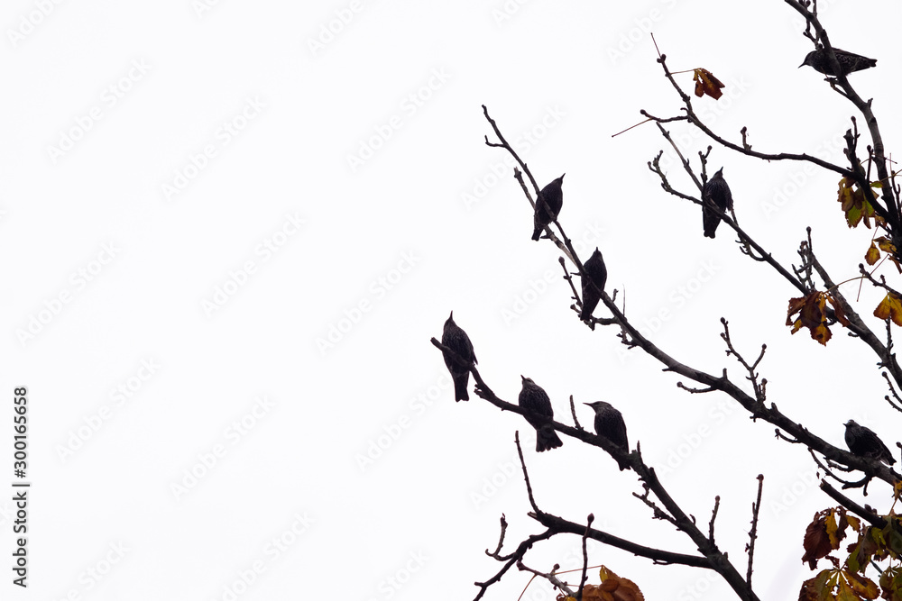 Ravens sitting on branches Ravens sitting on branches
