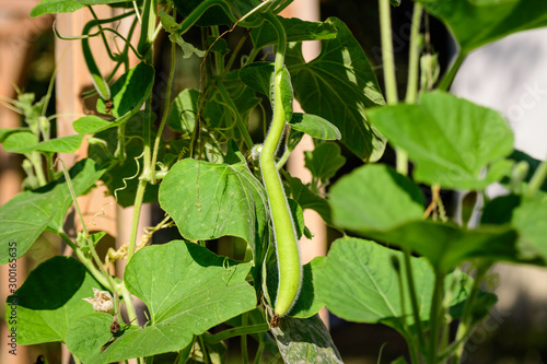 Small green organic zucchini and leaves in a garden in a sunny autumn day