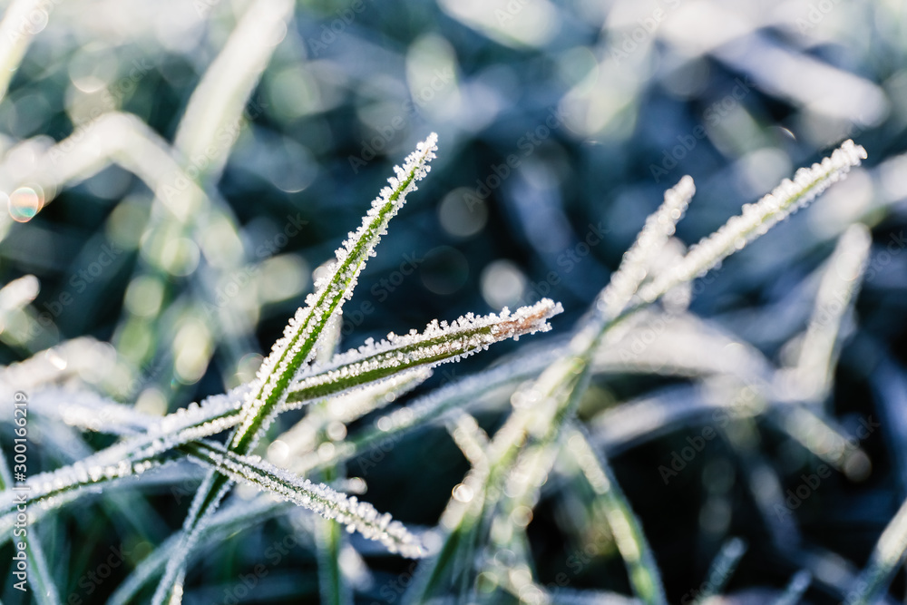 Naklejka premium Morning dew froze on a green grass lawn and turned into frost, which shimmers in the rays of sunlight