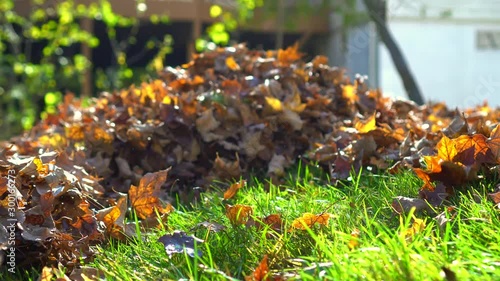 Raking leafs and pilling it during fall sean leaf pick up