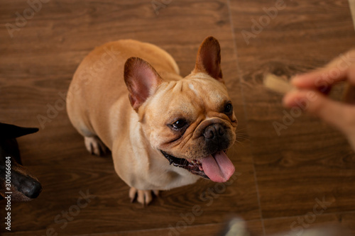 Young French Bulldog looking to its owner hand. Its owner want to feed the dog. The dog sitting on the floor. © bzjpan