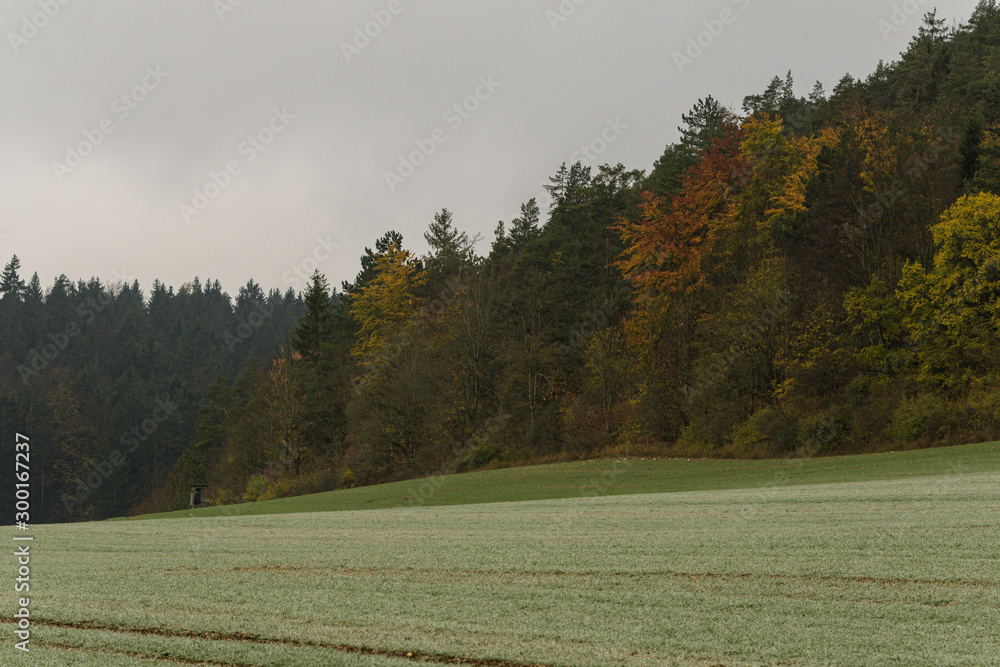 Waldrand mit grünem Feld im Herbst