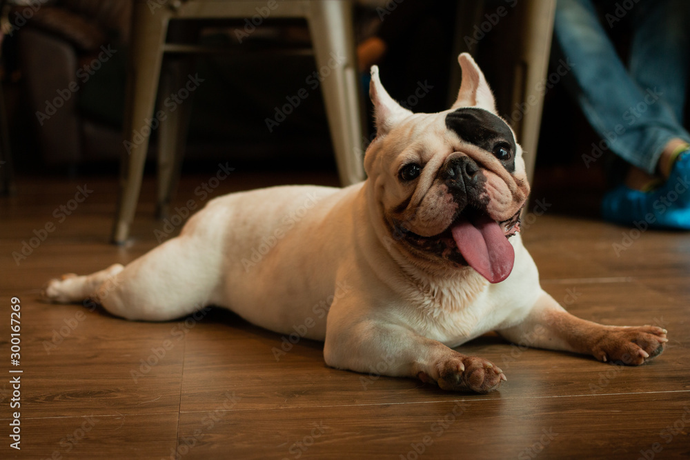 Young French Bulldog laying on the floor and smiling to its ower.
