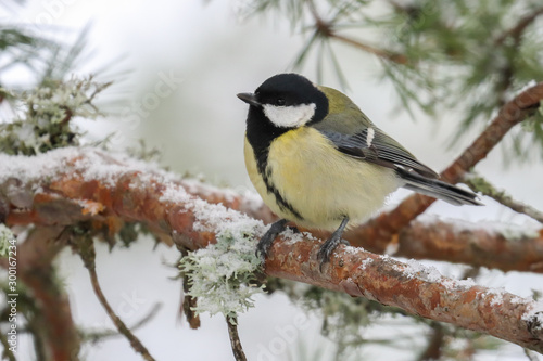 great tit is small bird