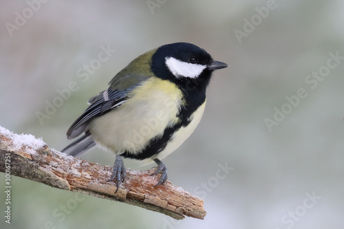 great tit is small bird