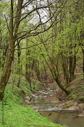 Fototapeta Naklejka Na Ścianę i Meble -  Forest path by a stream in Hungary