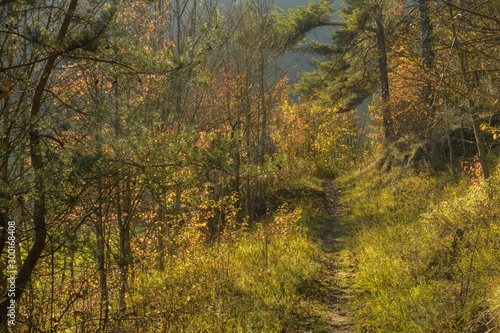 Pfad durch herbstliche bunte Bäume  © H. Rambold