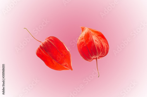 Fotografía Physalis close ups