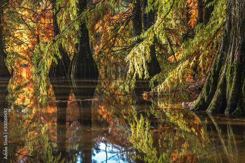 Les cyprès chauves de l' étang de Boulieu à l' automne , à Sainte Baudille de la Tour en isère photo