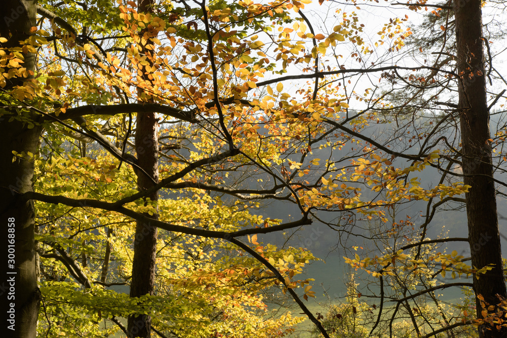 Herbst im Buchenwald Herbst im Buchenwald