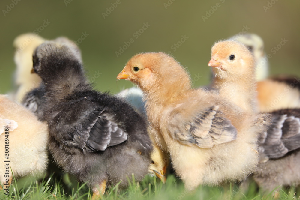 young chickens in the farm young chickens in the farm