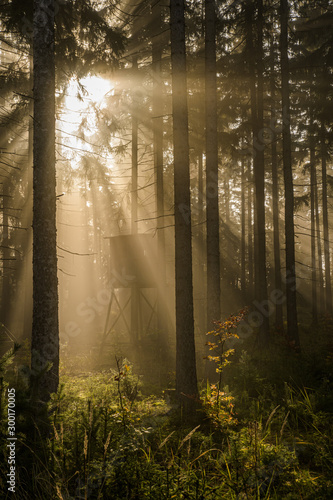 Fototapeta Naklejka Na Ścianę i Meble -  Gegenlicht im Fichtenwald bei Nebel mit sonnenstrahlen und Jagdkanzel