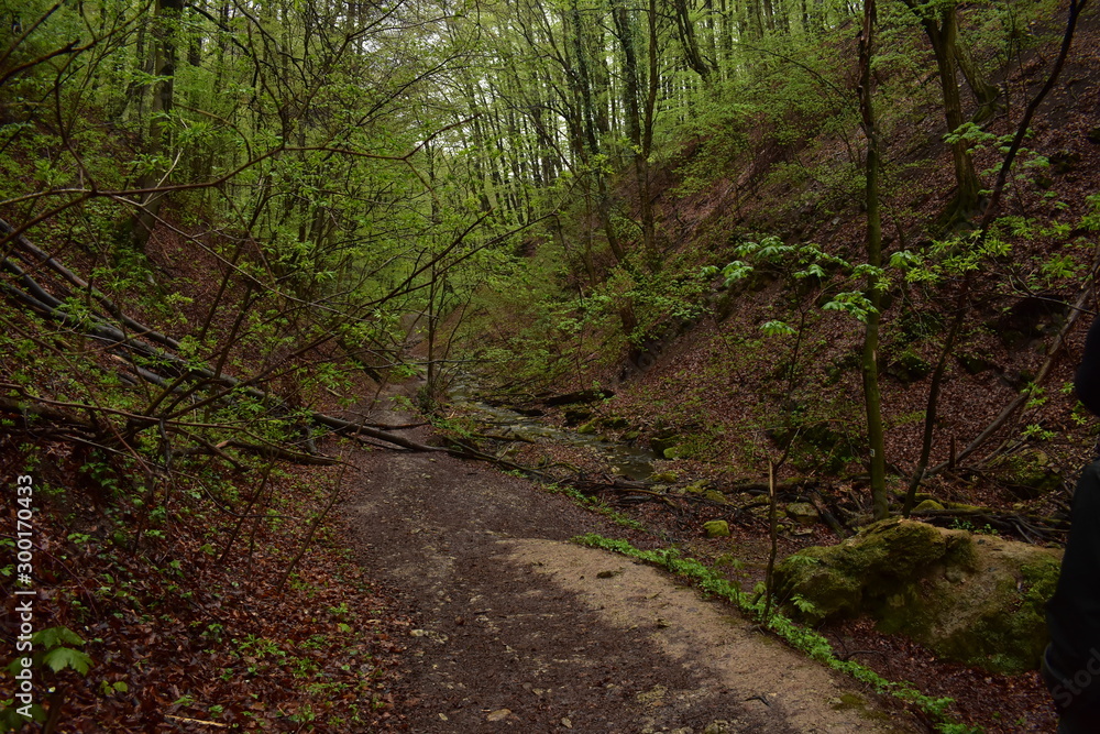 Obraz premium Forest path by a stream in Hungary