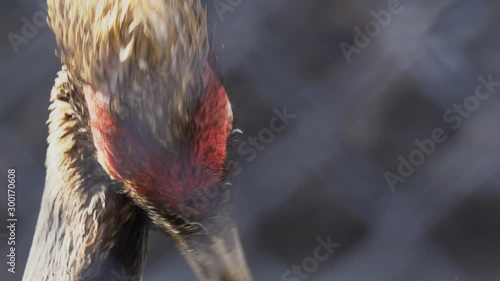 Sarus crane or Grus antigona bird portrait in slow-motion, cleaning plumage photo