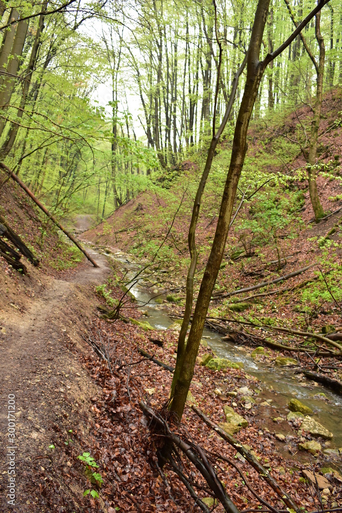 Fototapeta premium Forest path by a stream in Hungary
