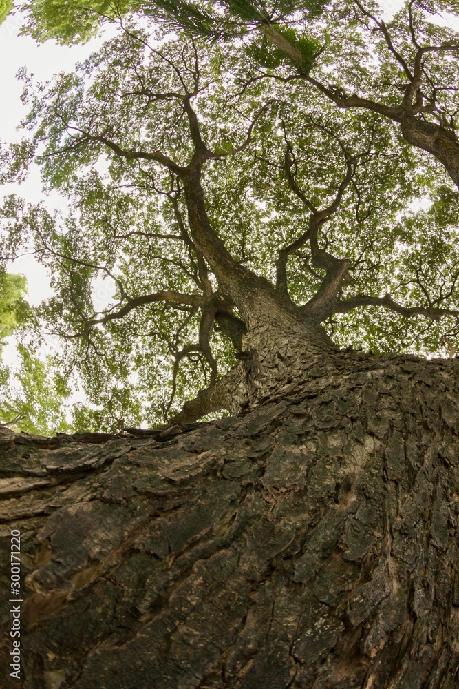Fototapeta premium Big tree in the forest
