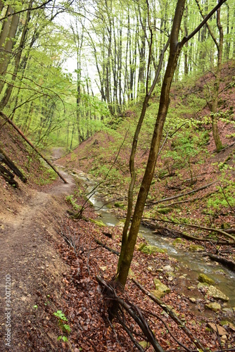 Forest path by a stream in Hungary