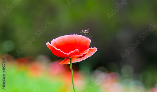 Poppy_ Beautiful Flower