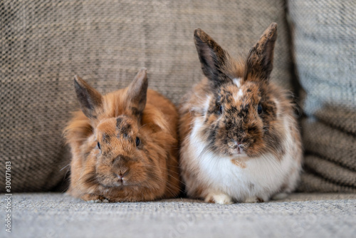Wallpaper Mural two rabbits on a couch Torontodigital.ca