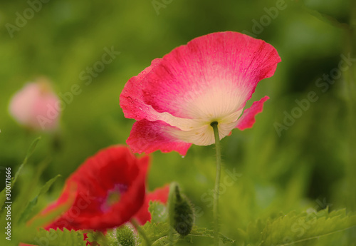 Red Poppy Flower
