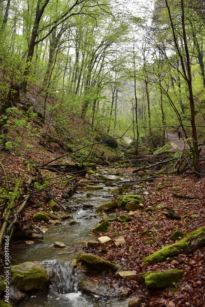 Fototapeta premium Forest path by a stream in Hungary