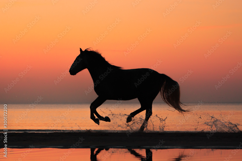 Purebred andalusian horse natural sunset silhouette running on the beach shore.