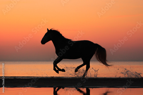 Obraz na płótnie Purebred andalusian horse natural sunset silhouette running on the beach shore. w salonie