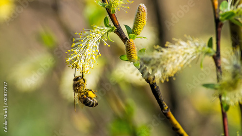 bee with  pollen on willow blossom