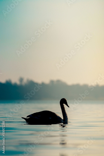 Swan on lake with golden light