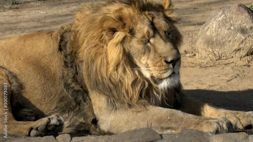 Asian lion portrait in sunny day, slow-motion Asian lion portrait in sunny day, slow-motion