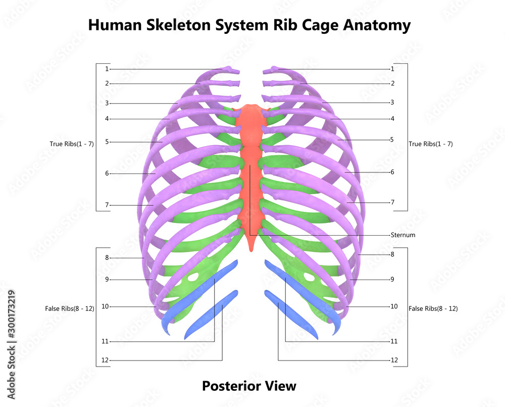 Ribs Anatomy Posterior