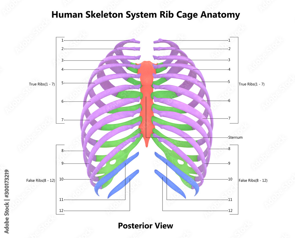 Rib Cage Anatomy Posterior View Anterior View Of A Human Thoracic ...