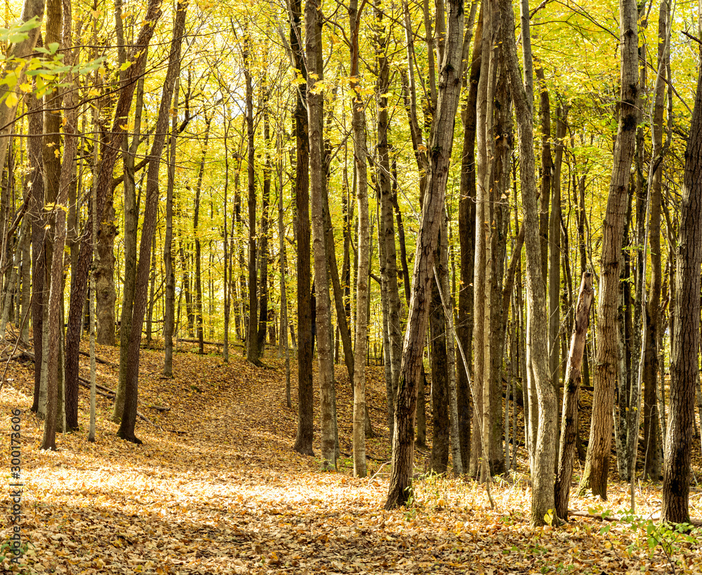 Fototapeta premium Path through a brightly colored woods in autumn