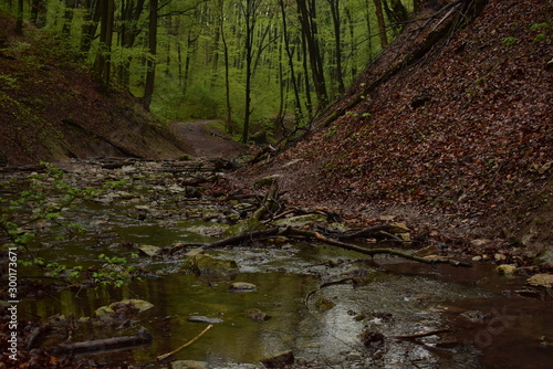 Forest path by a stream in Hungary